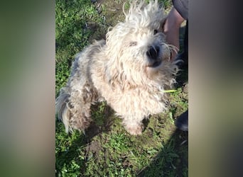 Hund Rüde Tierschutz Familienhund Bundesweite Vermittlung