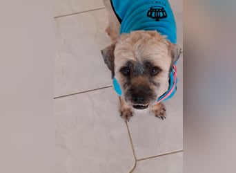 Hund Rüde Havaneser-Mischling Tierschutz Bundesweite Vermittlung