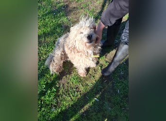 Hund Rüde Tierschutz Familienhund Bundesweite Vermittlung