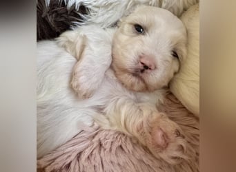 Bond Havaneser Welpe mit Ahnentafel