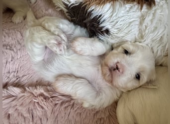 Bond Havaneser Welpe mit Ahnentafel