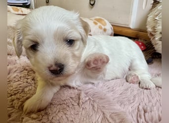 Ich bin der Balu Havaneser Welpe mit Ahnentafel