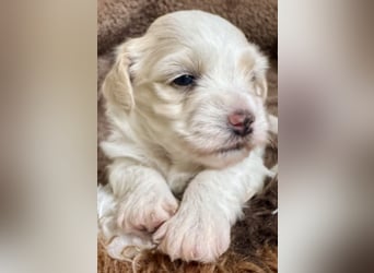 Becky Havaneser Welpe mit Ahnentafel