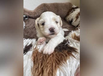 Becky Havaneser Welpe mit Ahnentafel