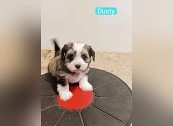 Bildschöne Havaneser Welpen mit Ahnentafel