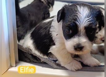 Bildschöne Havaneser Welpen mit Ahnentafel