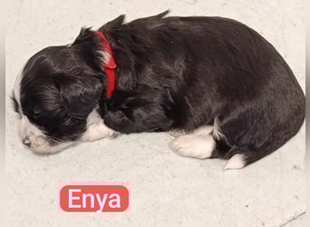 Bildschöne Havaneser Welpen mit Ahnentafel