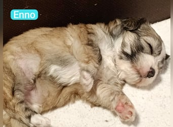 Bildschöne Havaneser Welpen mit Ahnentafel