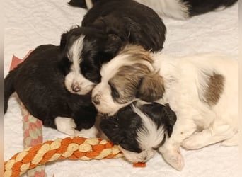 Bildschöne Havaneser Welpen mit Ahnentafel