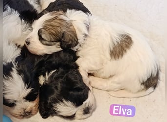 Bildschöne Havaneser Welpen mit Ahnentafel