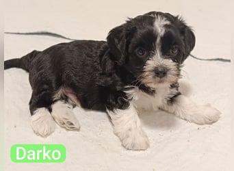 Bildschöne Havaneser Welpen mit Ahnentafel