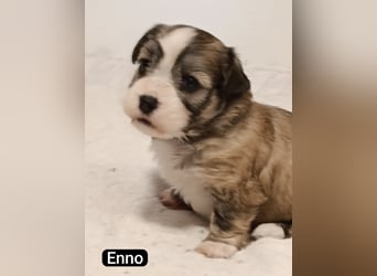 Bildschöne Havaneser Welpen mit Ahnentafel