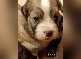 Bildschöne Havaneser Welpen mit Ahnentafel