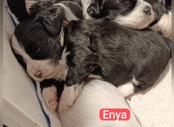 Bildschöne Havaneser Welpen mit Ahnentafel