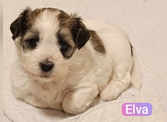 Bildschöne Havaneser Welpen mit Ahnentafel