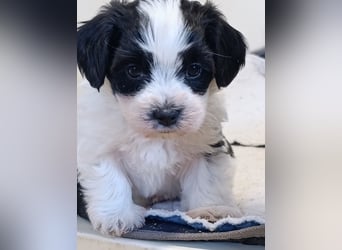 Bildschöne Havaneser Welpen mit Ahnentafel