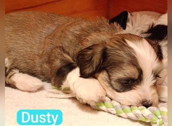 Bildschöne Havaneser Welpen mit Ahnentafel