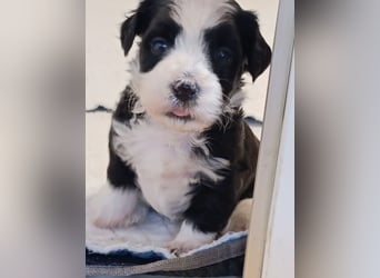 Bildschöne Havaneser Welpen mit Ahnentafel