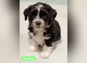 Bildschöne Havaneser Welpen mit Ahnentafel