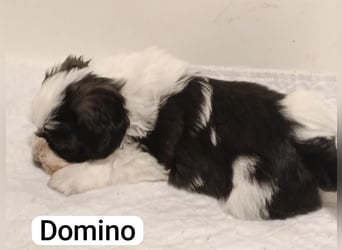 Bildschöne Havaneser Welpen mit Ahnentafel