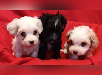 Wundervolle Havaneser Welpen mit Ahnentafel