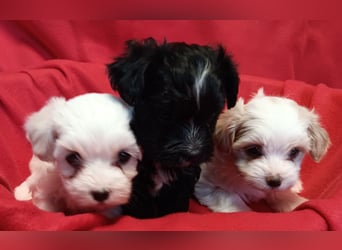 Wundervolle Havaneser Welpen mit Ahnentafel