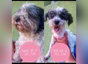 Chloé und Chanel suchen ein gemeinsames Zuhause