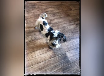 Chloé und Chanel suchen ein gemeinsames Zuhause