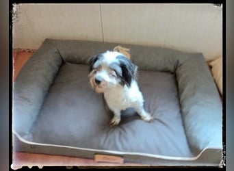 Chloé und Chanel suchen ein gemeinsames Zuhause