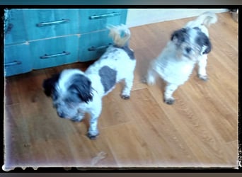 Chloé und Chanel suchen ein gemeinsames Zuhause