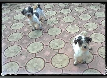 Chloé und Chanel suchen ein gemeinsames Zuhause