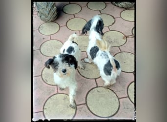 Chloé und Chanel suchen ein gemeinsames Zuhause