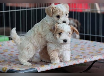 Havaneserwelpen aus VDH Zucht zwischen Hannover und Bremen