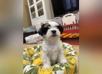 Havaneserwelpen aus VDH Zucht zwischen Hannover und Bremen (Eine Hündin ist noch frei)