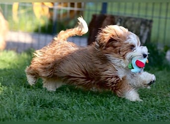 Havaneserwelpen aus VDH Zucht zwischen Hannover und Bremen