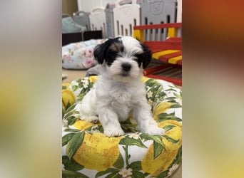 Havaneserwelpen aus VDH Zucht zwischen Hannover und Bremen (Eine Hündin ist noch frei)