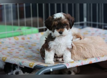 Havaneserwelpen aus VDH Zucht zwischen Hannover und Bremen