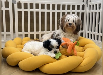 Havaneserwelpen aus VDH Zucht zwischen Hannover und Bremen (Eine Hündin ist noch frei)