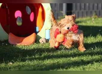 Havaneserwelpen aus VDH Zucht zwischen Hannover und Bremen