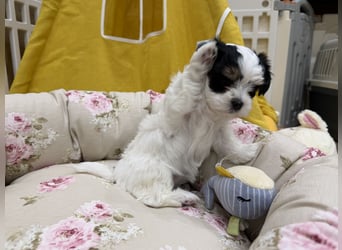 Havaneserwelpen aus VDH Zucht zwischen Hannover und Bremen (Eine Hündin ist noch frei)