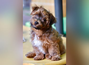 Havaneserwelpen aus VDH Zucht zwischen Hannover und Bremen