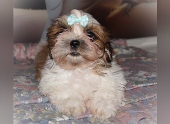 Havaneser Shih Tzu Mix Welpen dürfen ausziehen Oreo und Pepsi