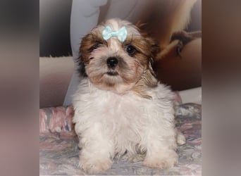 Havaneser Shih Tzu Mix Welpen dürfen ausziehen Oreo und Pepsi