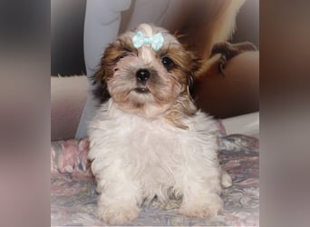 Havaneser Shih Tzu Mix Welpen dürfen ausziehen Oreo und Pepsi