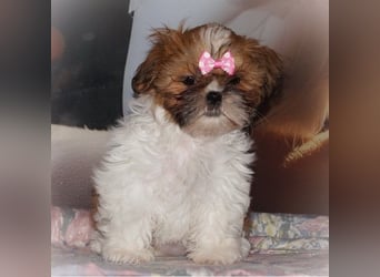 Havaneser Shih Tzu Mix Welpen dürfen ausziehen Oreo und Pepsi