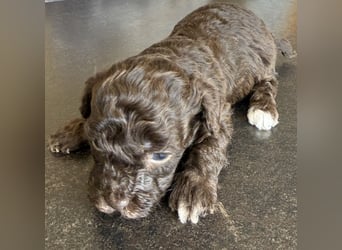 Bezaubernde Welpen aus Bolonka zwetna - Toypudel