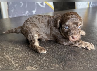 Bezaubernde Welpen aus Bolonka zwetna - Toypudel