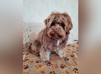 Bezaubernde Welpen aus Bolonka zwetna - Toypudel