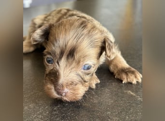 Bezaubernde Welpen aus Bolonka zwetna - Toypudel