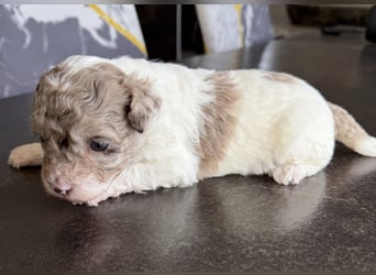 Bezaubernde Welpen aus Bolonka zwetna - Toypudel